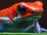 Close Ups Costa Rica