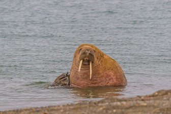Svalbard - Spitzbergen