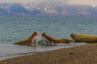Svalbard - Spitzbergen
