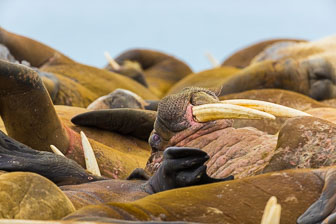 Svalbard - Spitzbergen
