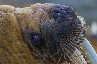 Svalbard - Spitzbergen