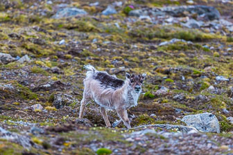 Svalbard - Spitzbergen