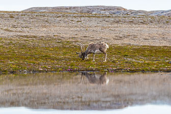 Svalbard - Spitzbergen