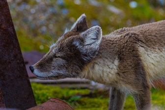Svalbard - Spitzbergen