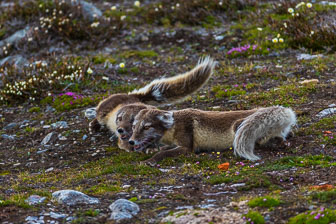 Svalbard - Spitzbergen
