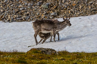 Svalbard - Spitzbergen