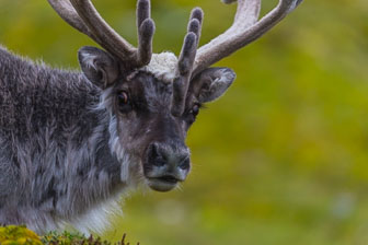 Svalbard - Spitzbergen