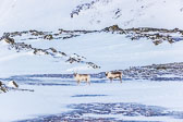 Winter in Svalbard