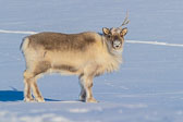 Winter in Svalbard