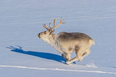 Winter in Svalbard